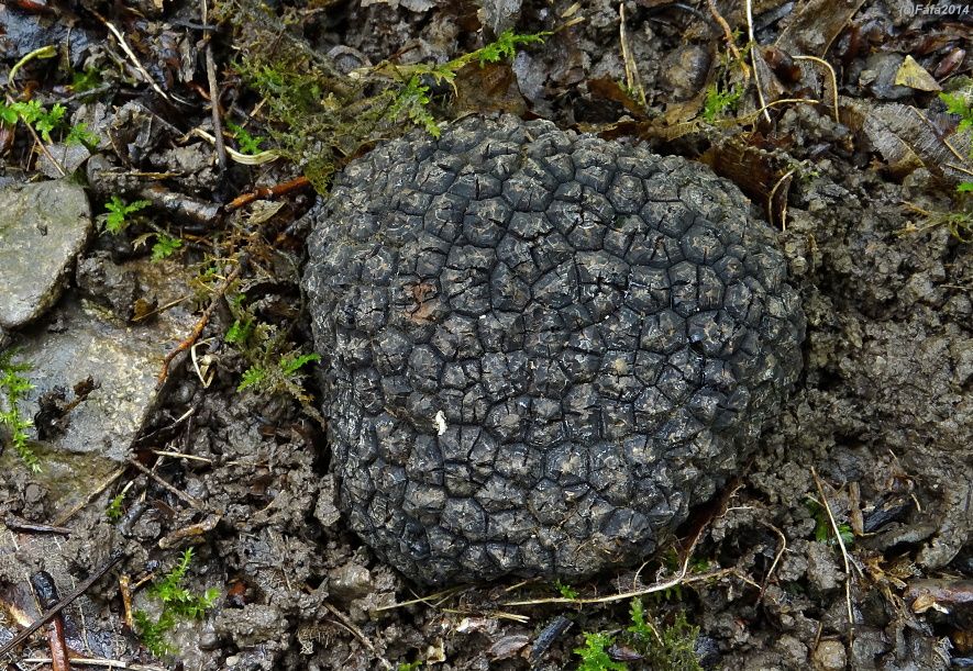 Co je letní lanýž: objevte tajemnou lahůdku pod zemí