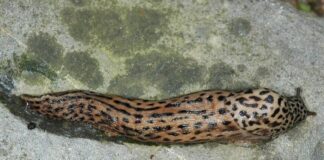 největší slimák na světě