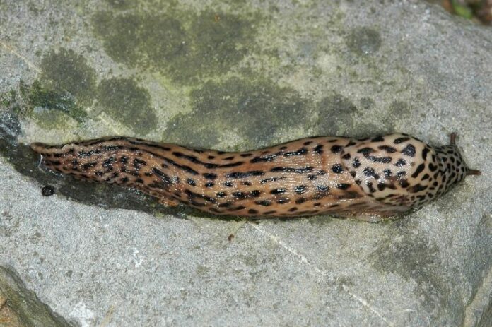 největší slimák na světě