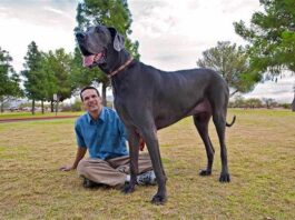 nejvyšší pes světa