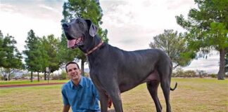 nejvyšší pes světa