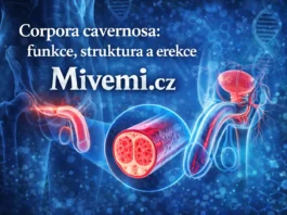 Co je corpora cavernosa