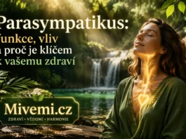 Co je parasympatikus