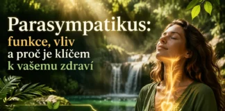 Co je parasympatikus