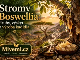 Co jsou stromy Boswellia