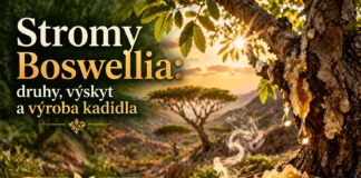 Co jsou stromy Boswellia