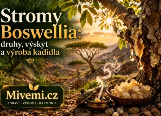 Co jsou stromy Boswellia
